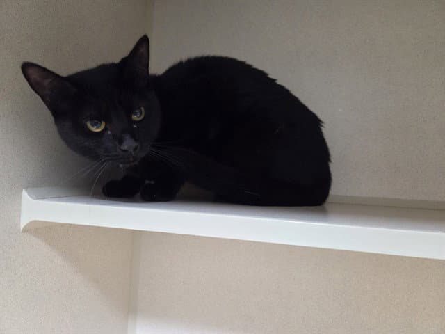 Twinkle - Domestic Short Hair