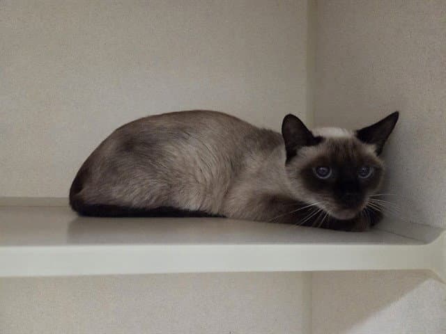 Sisi - Siamese