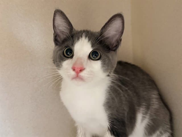 Fred - Domestic Short Hair