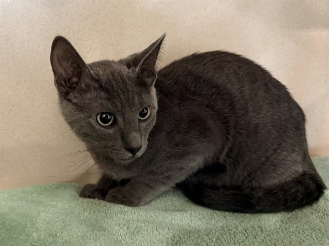 Al - Domestic Short Hair