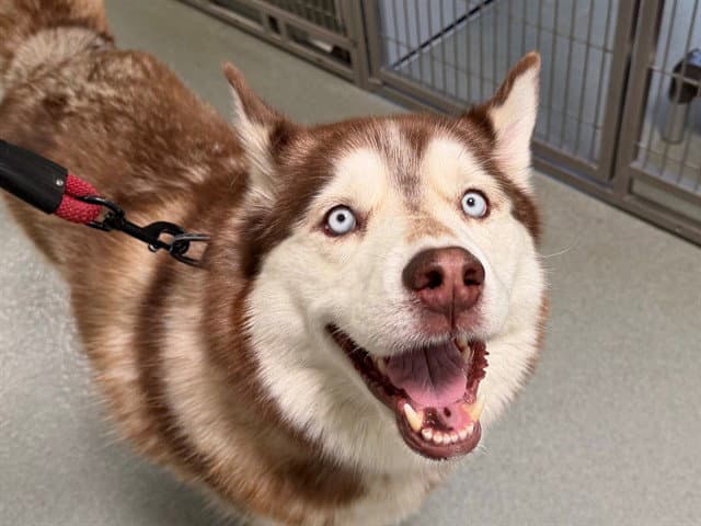 Kodiak - Siberian Husky