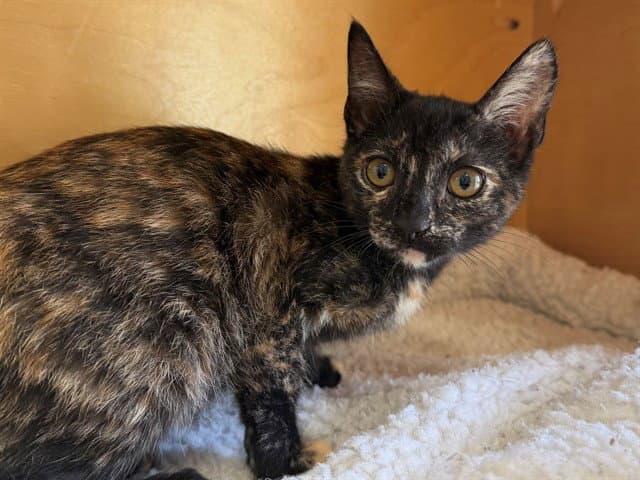 Glinda - Domestic Short Hair