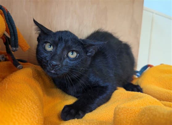 Elphaba - Domestic Short Hair
