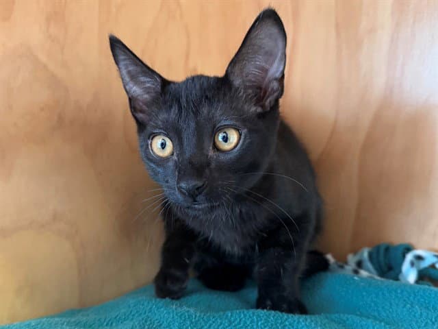 Dorothy - Domestic Short Hair