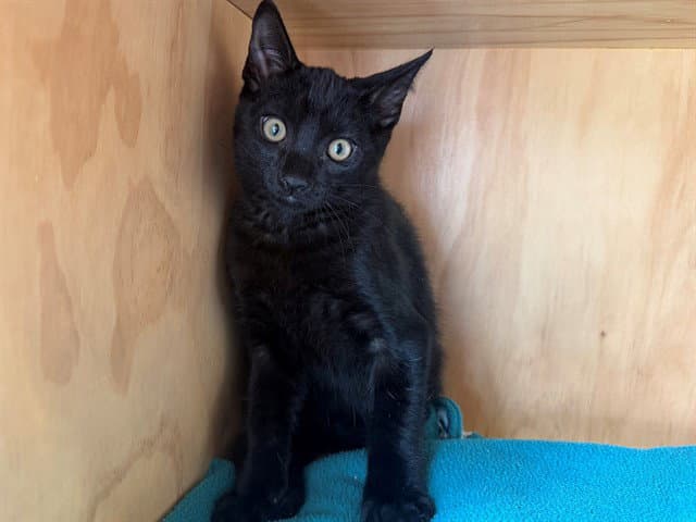 Wizard Of Oz - Domestic Short Hair