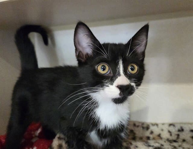 Pancake - Domestic Short Hair