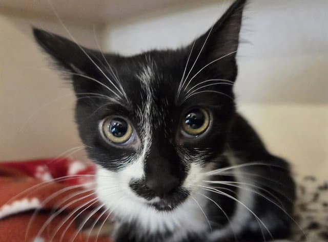 Muffins - Domestic Short Hair