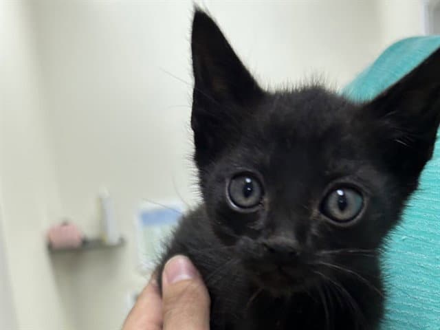 Toto - Domestic Short Hair