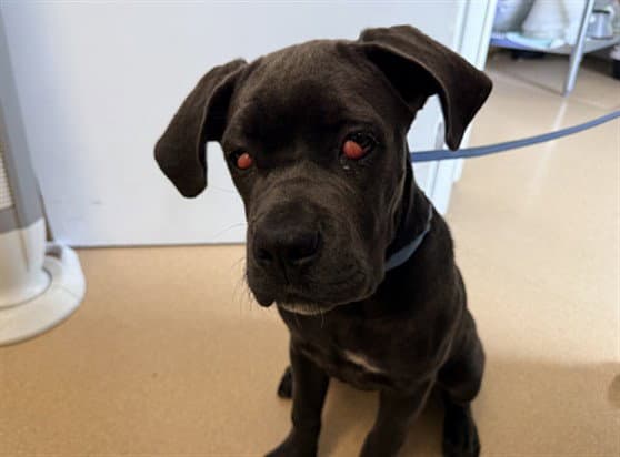 Bella - Cane Corso Mastiff