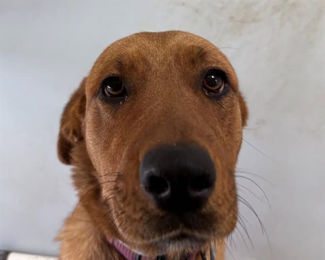 Coral - Labrador Retriever