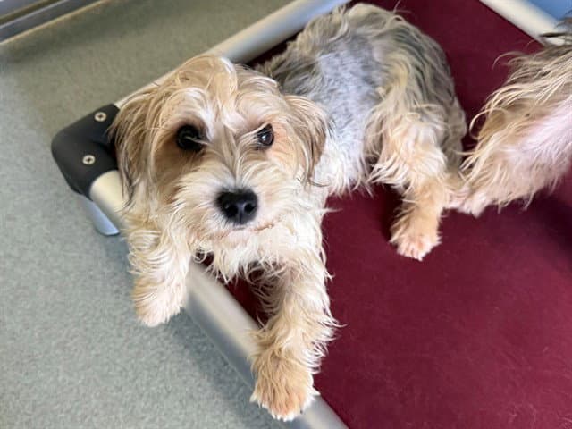 Selkie - Yorkshire Terrier Yorkie