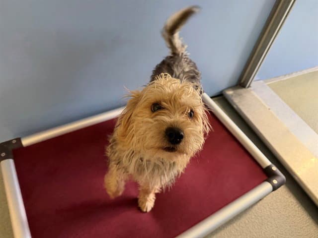 Skipper - Yorkshire Terrier Yorkie