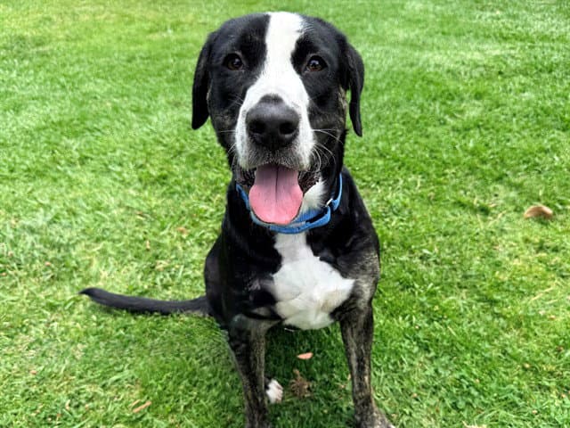 Bosun - Plott Hound
