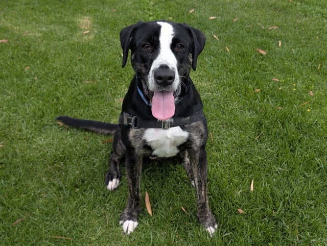 Bosun - Plott Hound