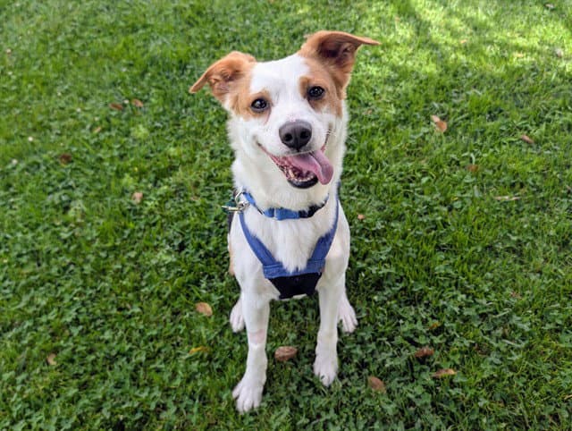 Harvey - Border Collie