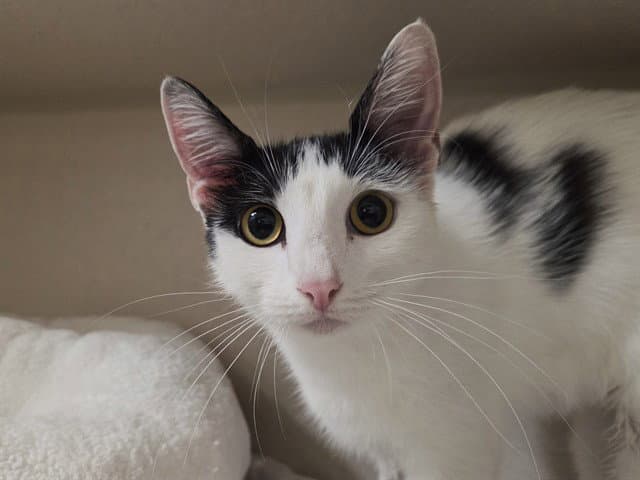 Sweetie Pie - Domestic Short Hair