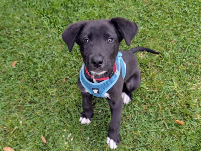 Montana - Labrador Retriever