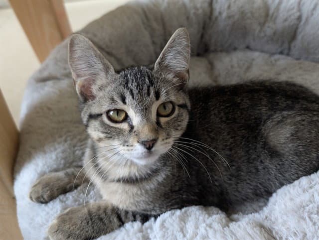 Stevie Nicks - Domestic Short Hair
