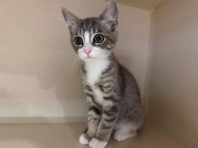 Jan - Domestic Short Hair