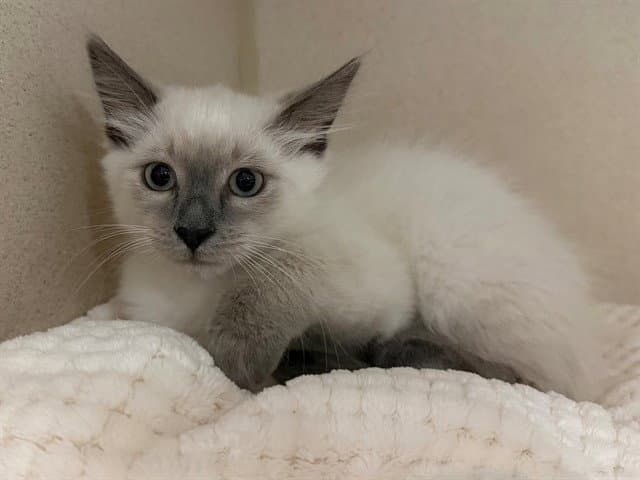 Buddy Buddy - Ragdoll