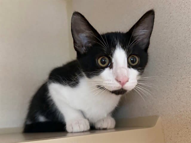 Big Buddy - Domestic Short Hair