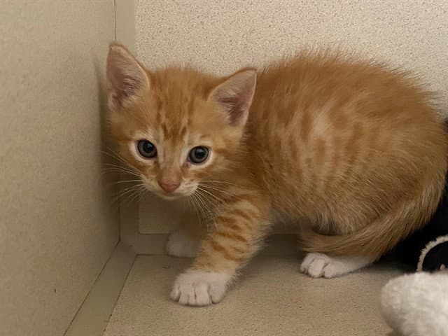 Huey - Domestic Short Hair