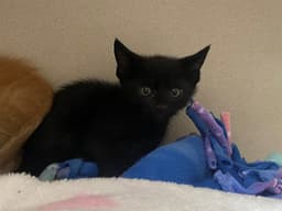 Louie image 1