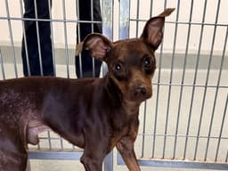 Dobie image 1