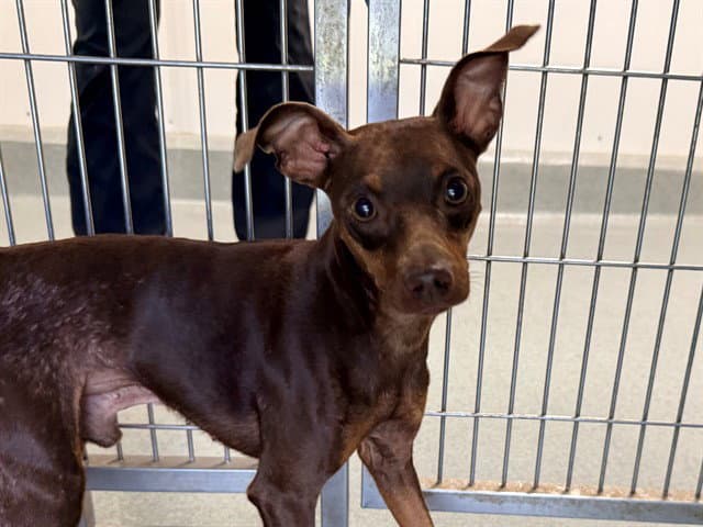 Dobie - Miniature Pinscher