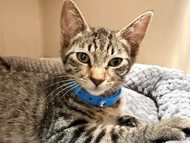 Enchirito - Domestic Short Hair