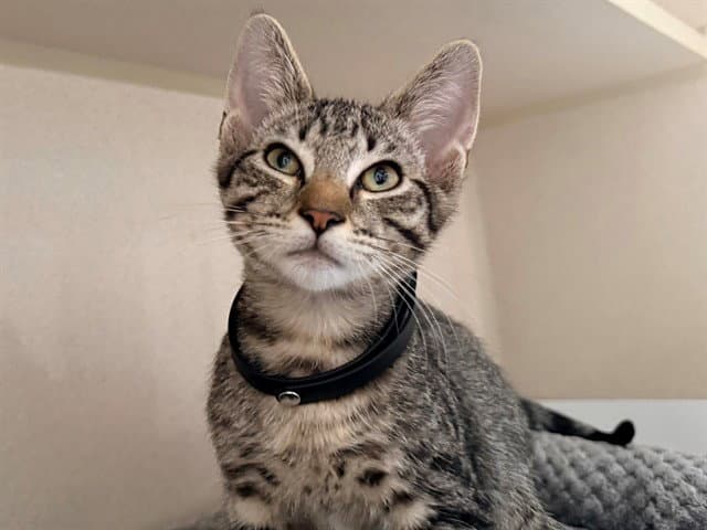 Surf N Turf - Domestic Short Hair