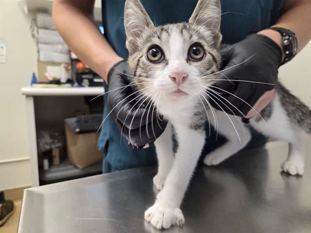 Bubby - Domestic Short Hair