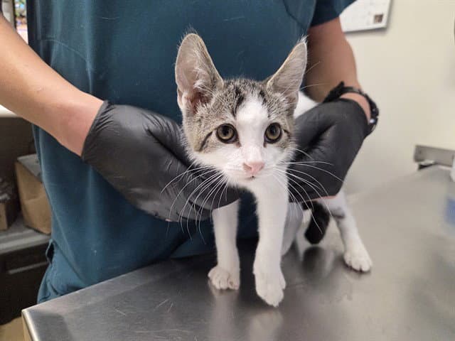 Snuka - Domestic Short Hair