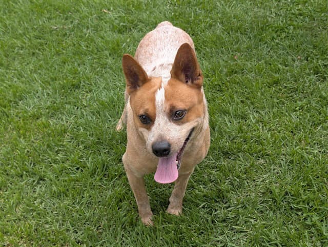 Jib - Australian Cattle Dog/Blue Heeler