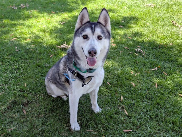 Rio - Siberian Husky