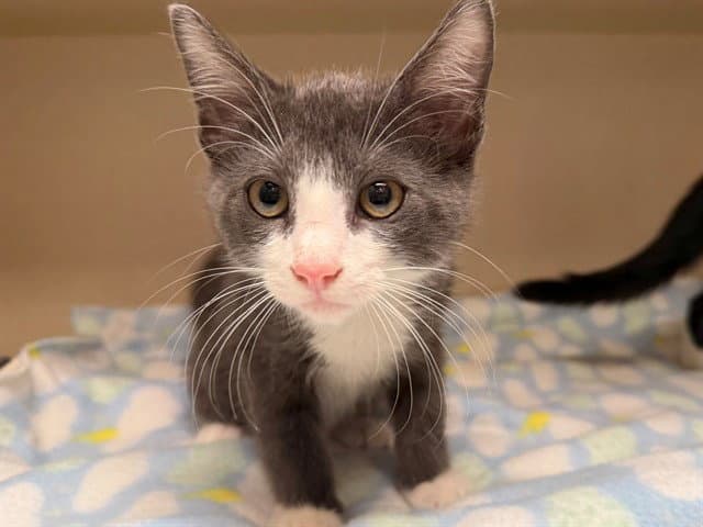 Howard - Domestic Short Hair