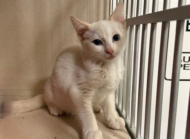 Mochi - Siamese