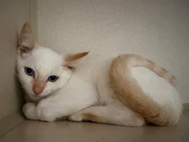 Marcel - Siamese