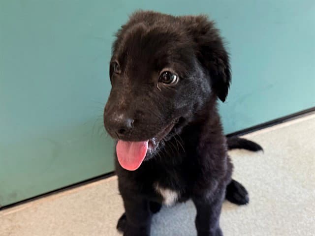 Hermann - Labrador Retriever