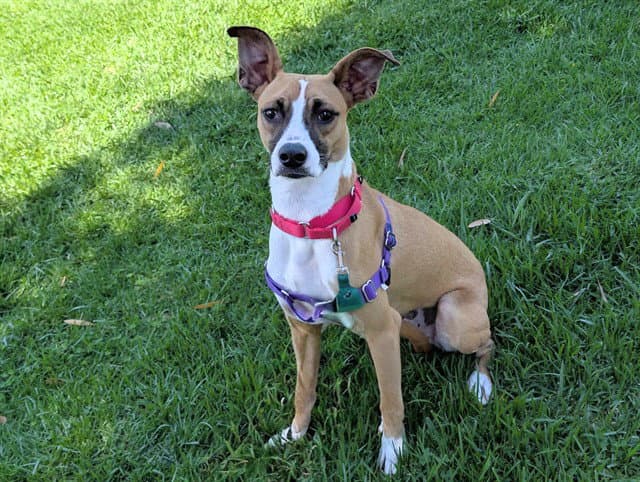 Rooster - Jack Russell Terrier (Parson Russell Terrier)