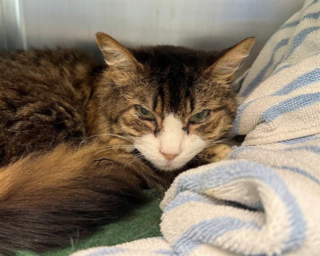 Bee Gee - Domestic Short Hair