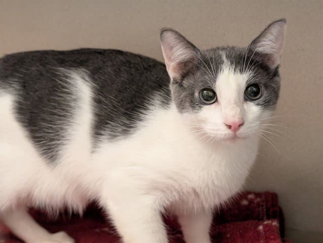 Rancor - Domestic Short Hair