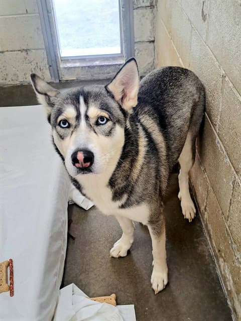 Yuki - Siberian Husky