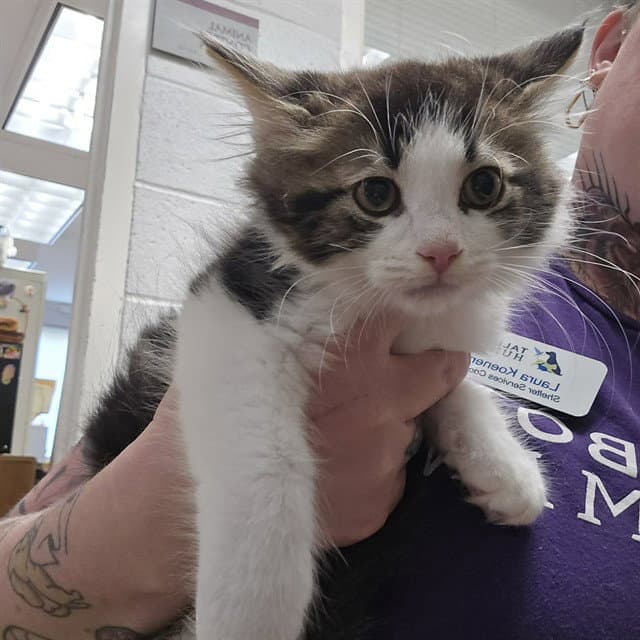 Mortimer - Domestic Medium Hair