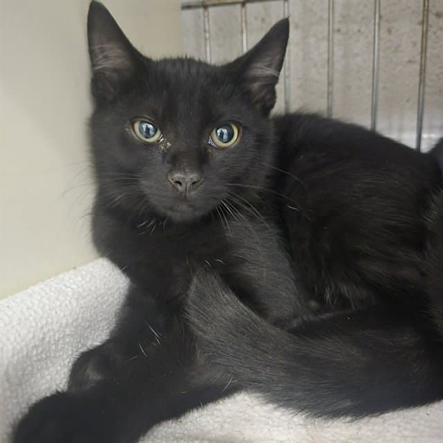 Uno - Domestic Short Hair