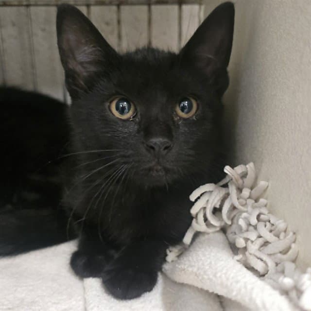 Yahtzee - Domestic Short Hair