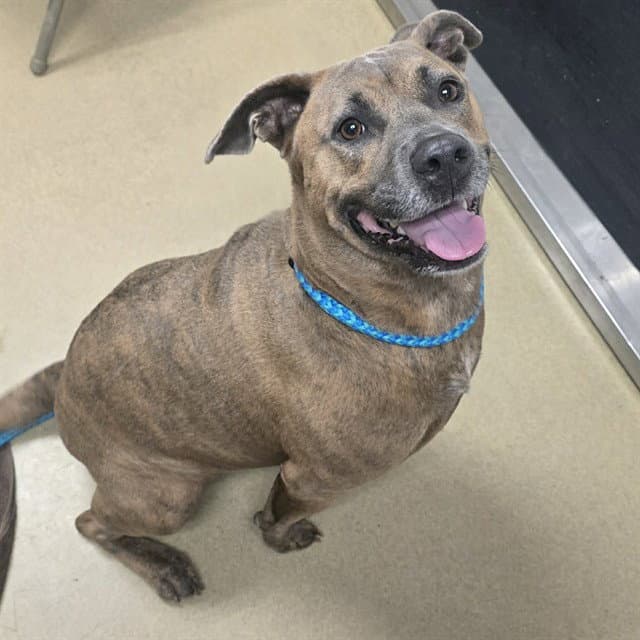 Sophie - Pit Bull Terrier