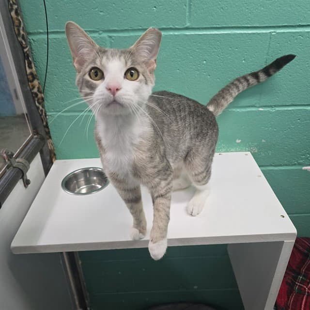 Spikey - Domestic Short Hair
