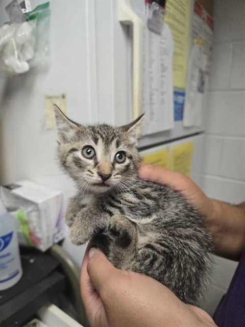 Gelato - Domestic Short Hair