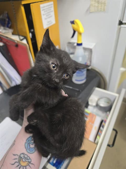 Custard - Domestic Short Hair